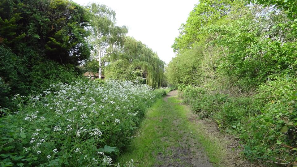 Un sendero estrecho bordeado por abundante follaje y plantas con flores blancas.