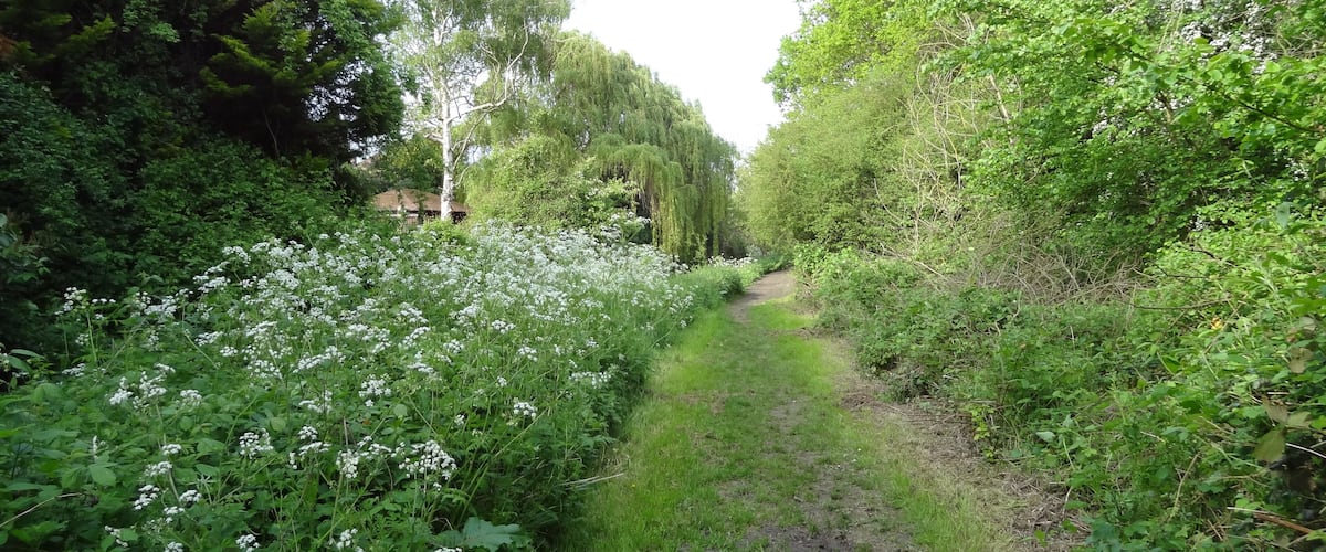 A narrow path flanked by dense foliage and white flowering plants.