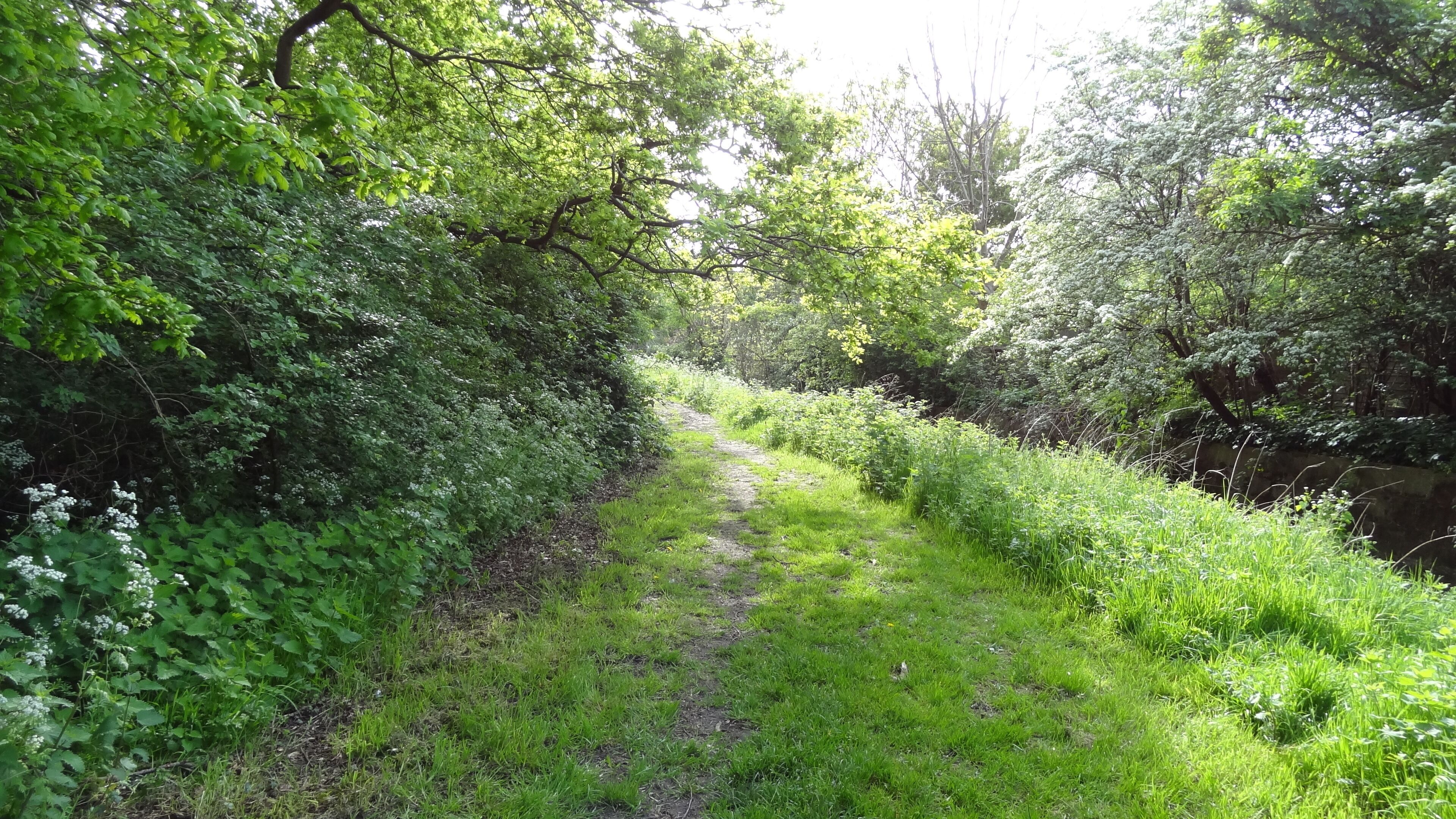 Raeburn Open Space, nature reserve in Berrylands, London