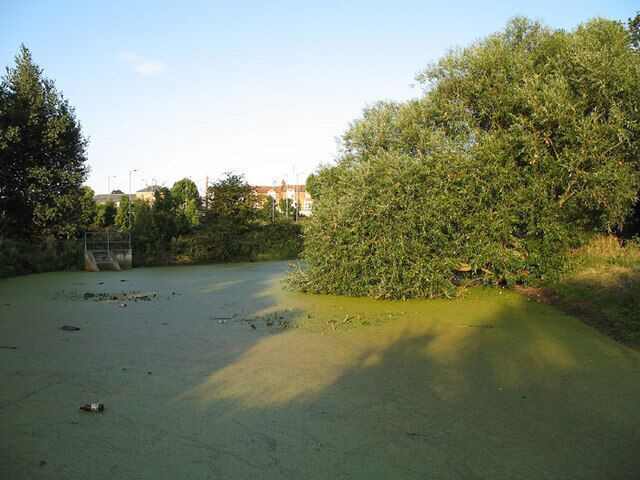 Glebelands Pond. Man-made pond at the western end of the Glebelands Local Nature Reserve. A Weeping Willow dips its leaves in the waters edge. A resident family of Moorhen's have left trails through the duck weed that conceals the surface. There are waterlillies, which have finished flowering for this year and, unfortunately, plastic bottles. In the distance is a parade of shops on Glebe Road.