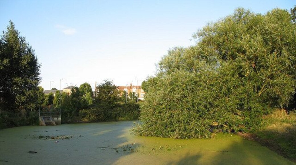 Glebelands Pond. Man-made pond at the western end of the Glebelands Local Nature Reserve. A Weeping Willow dips its leaves in the waters edge. A resident family of Moorhen's have left trails through the duck weed that conceals the surface. There are waterlillies, which have finished flowering for this year and, unfortunately, plastic bottles. In the distance is a parade of shops on Glebe Road.