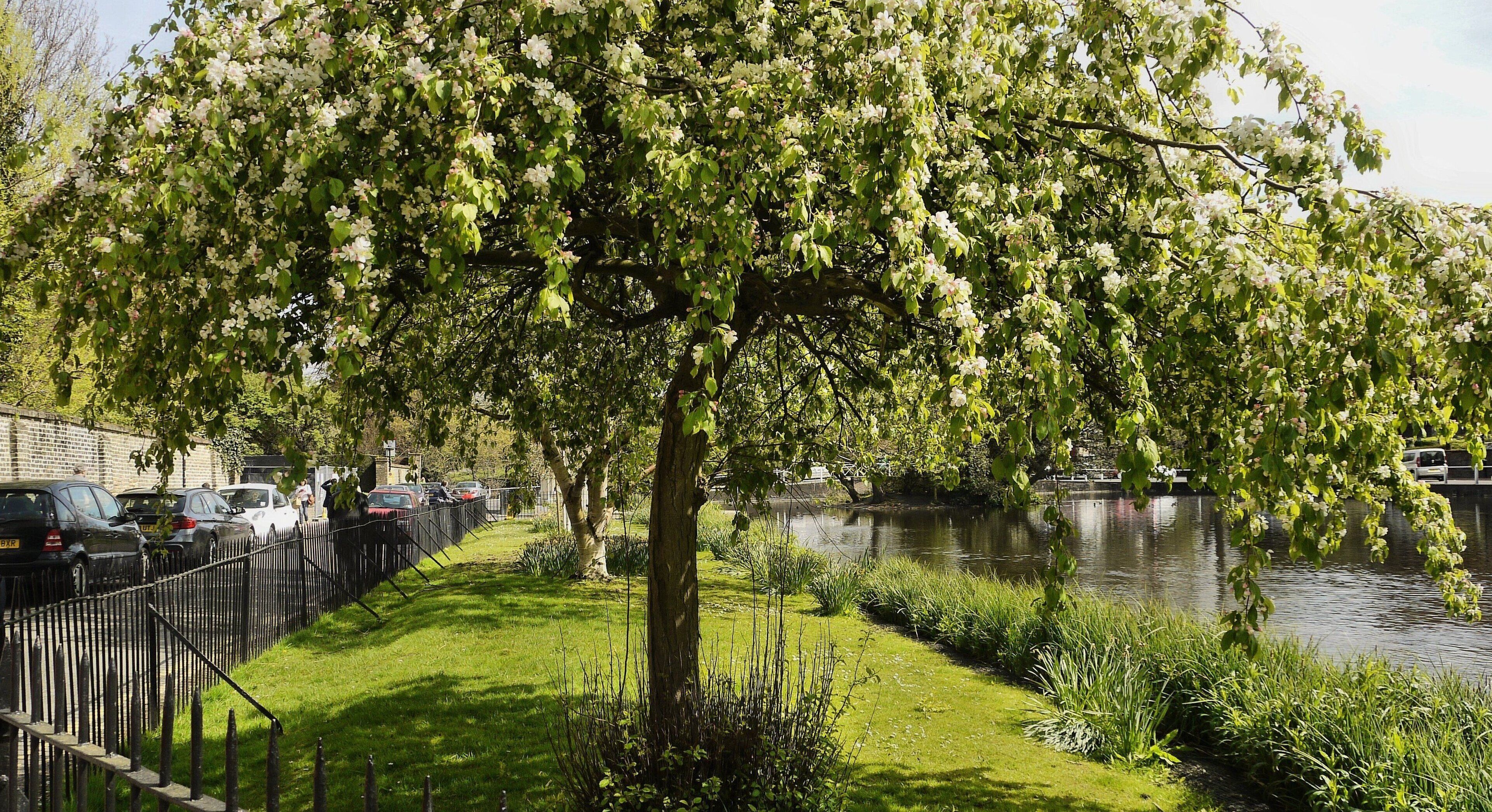 P1170548 Carshalton..10.04.14