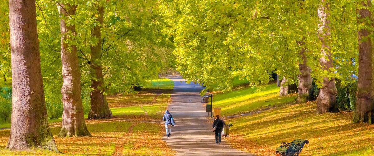 Avenue lined with trees in Green Park, London