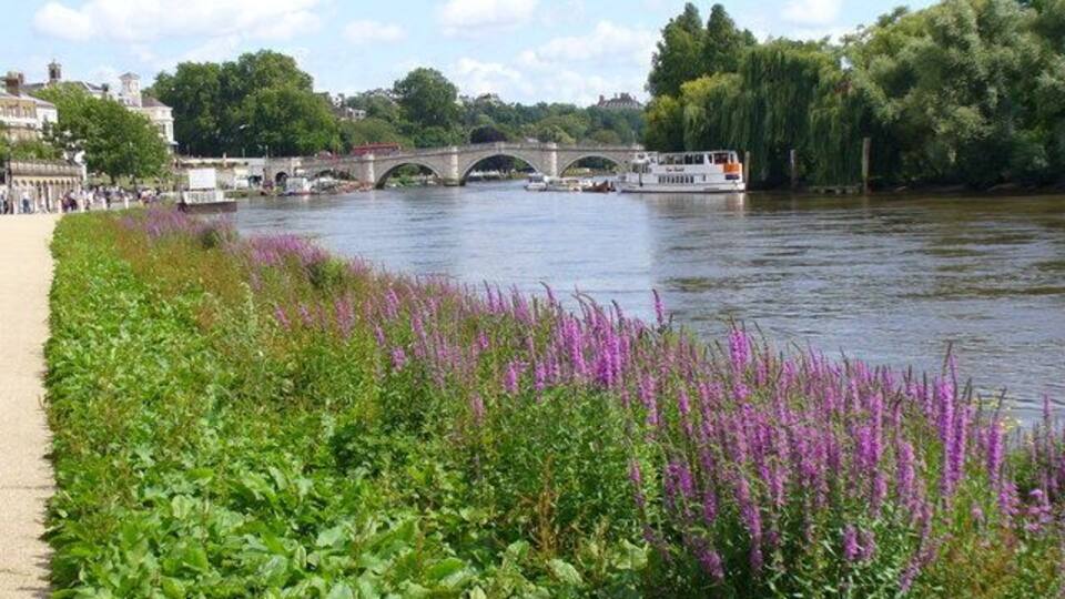 A river with a bridge, purple flowers, and buildings in the background.