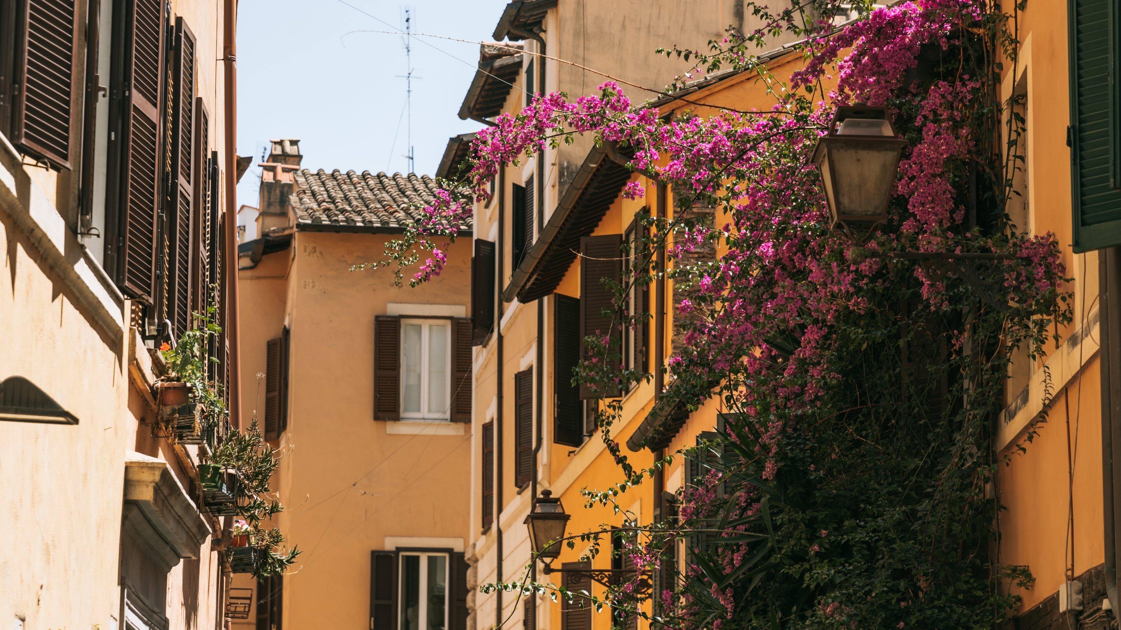 Parione showing wildflowers