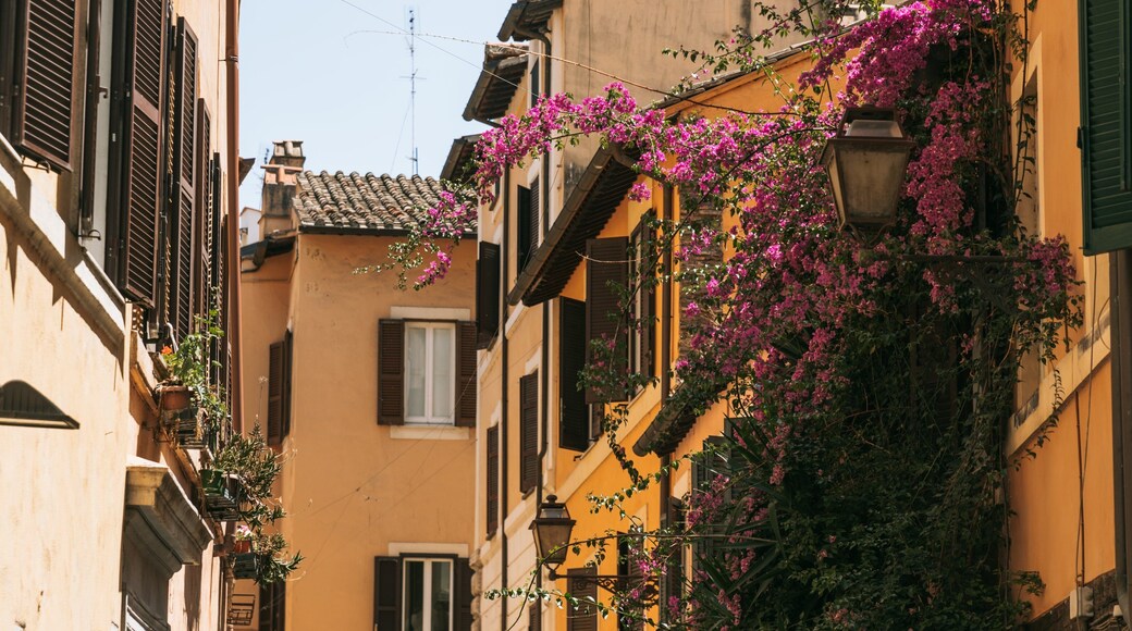 Parione showing wildflowers