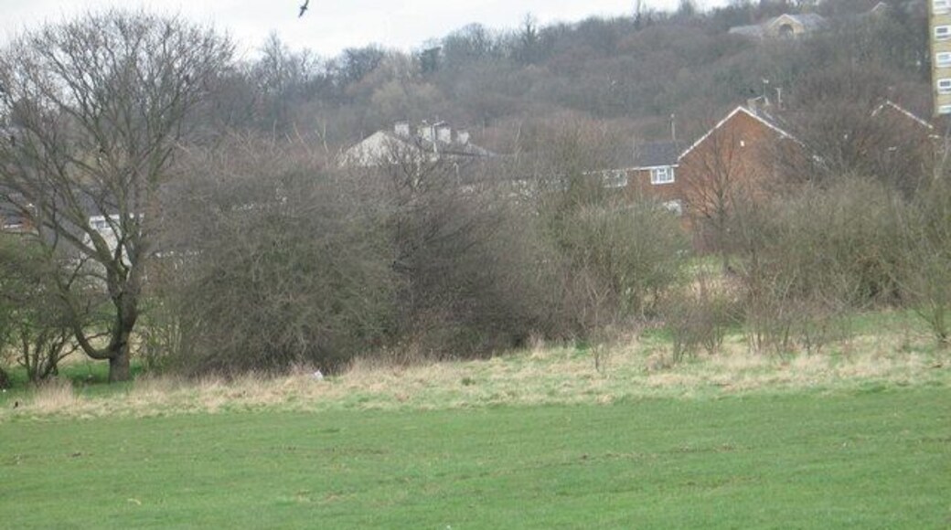 Littered greenery This is a picture of a park and it's got a lot of trees which give us fresh air, and lots of people are affecting this lovely park by dropping litter under the trees.