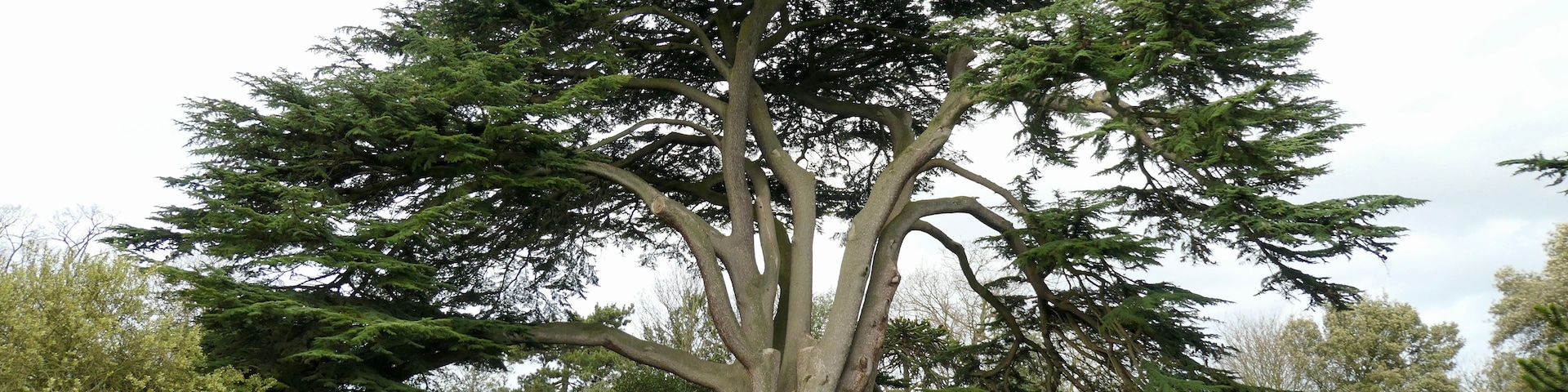 A large tree with a thick trunk and dense foliage in a park.