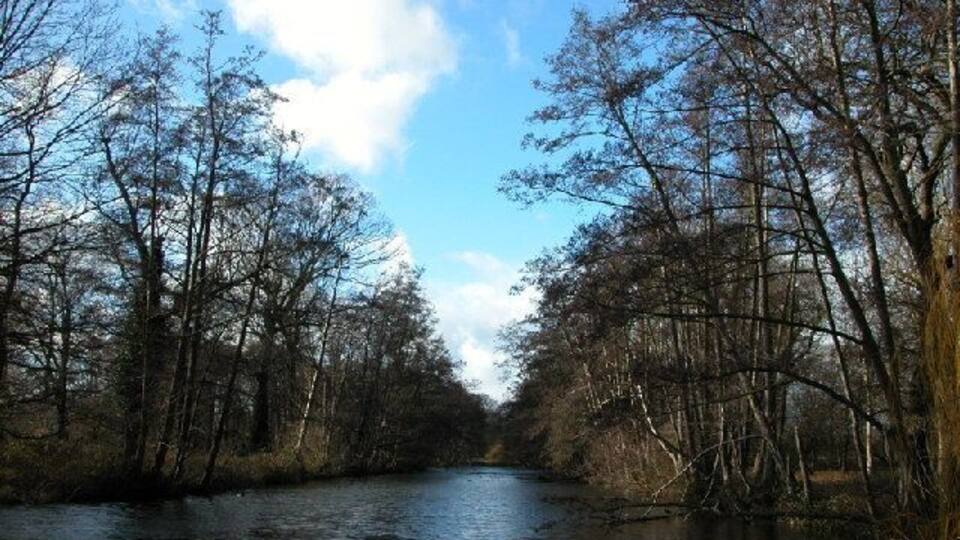 Canal Plantation, Bushy Park. Taken in January this canal is a rather neglected feature in Bushy Park.
