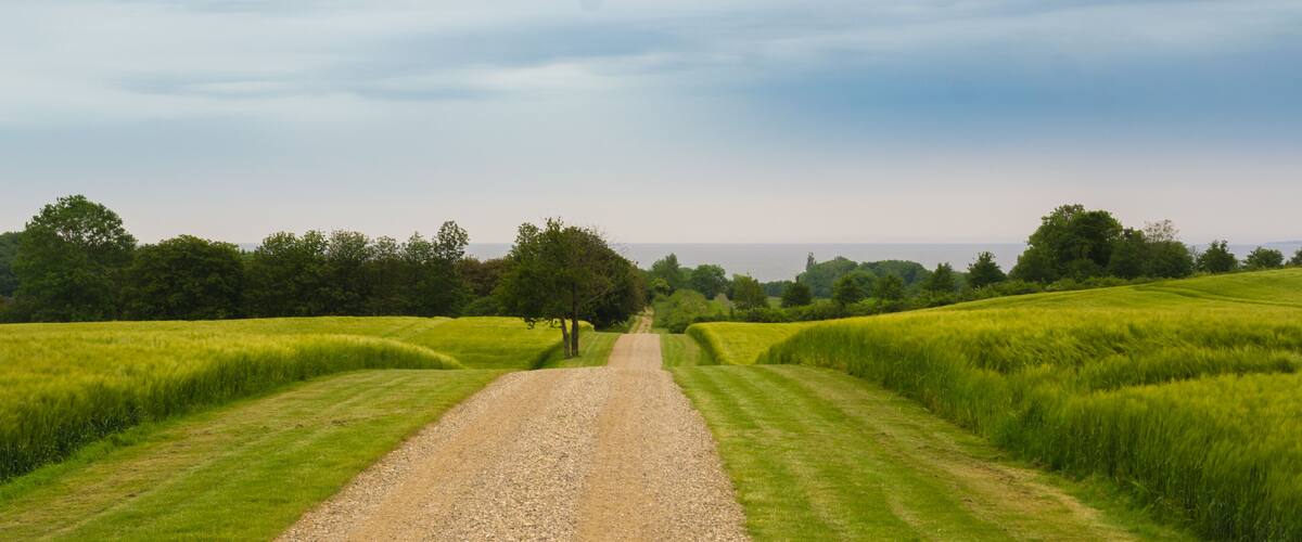 A gravel path in a green field with trees on either side.