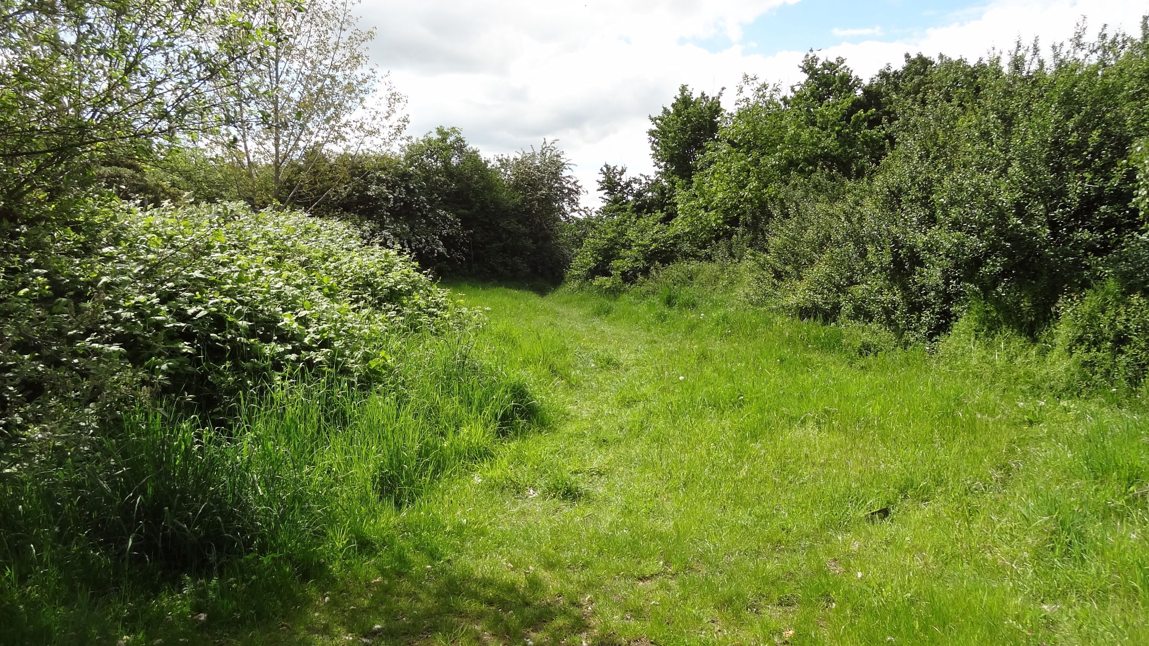 Oak Avenue Local Nature Reserve in Hanworth, London