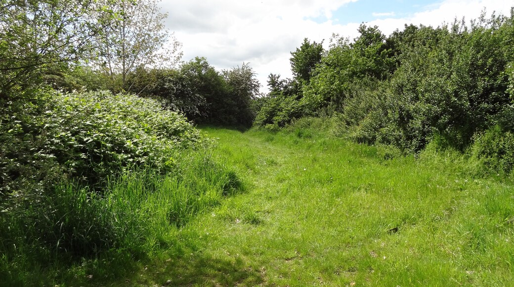 Oak Avenue Local Nature Reserve in Hanworth, London
