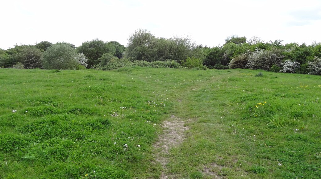 Oak Avenue Local Nature Reserve in Hanworth, London