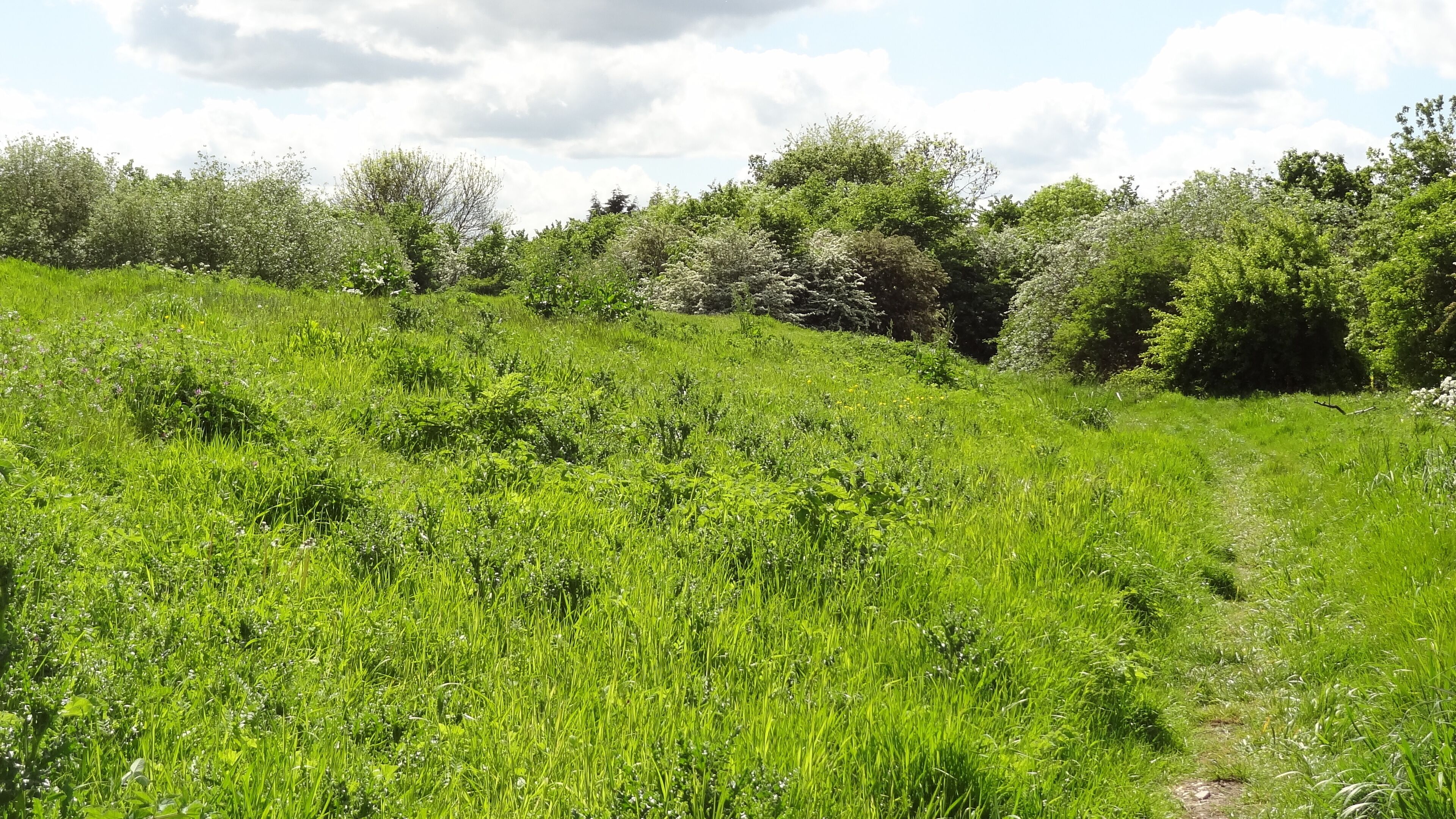 Oak Avenue Local Nature Reserve in Hanworth, London