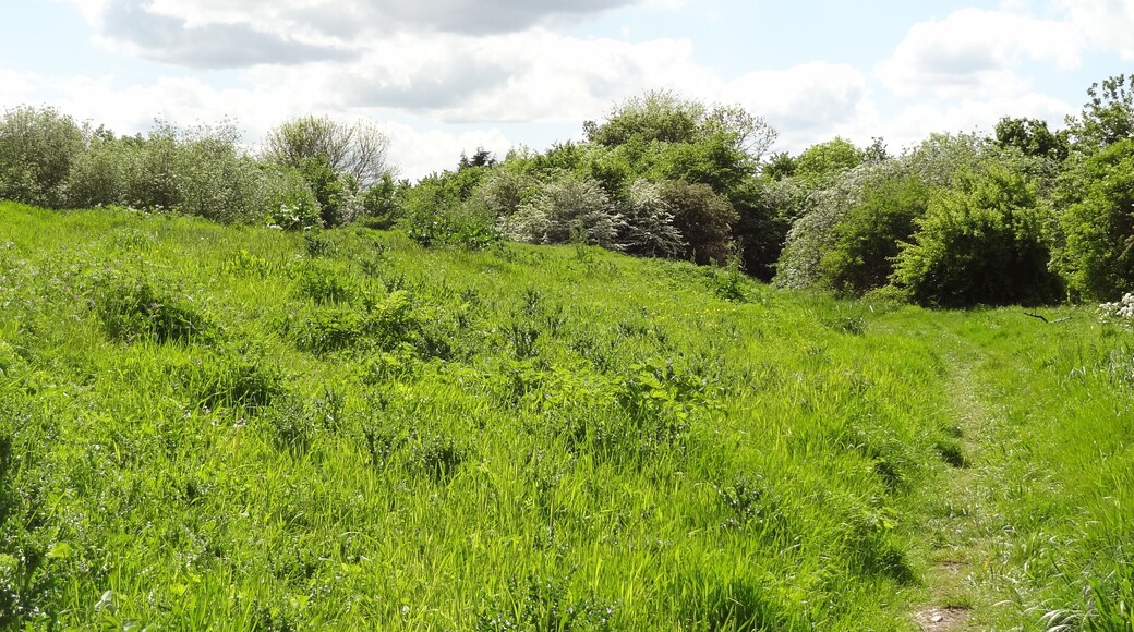Oak Avenue Local Nature Reserve in Hanworth, London