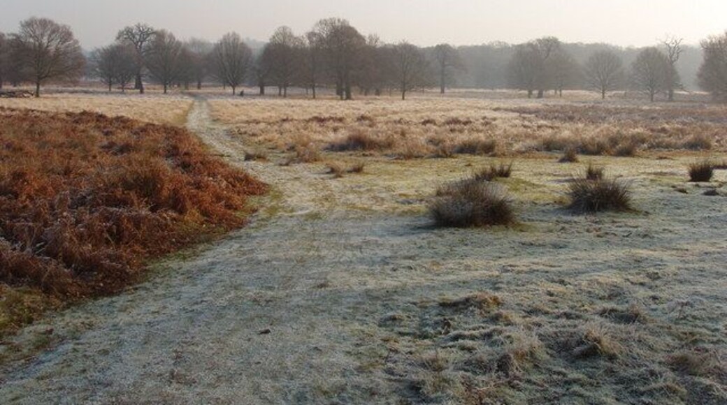 Path and hoar frost in Richmond Park At noon after a cold clear night the sun was out but had not melted the hoar frost on the grass. There are many paths across the park in this area.