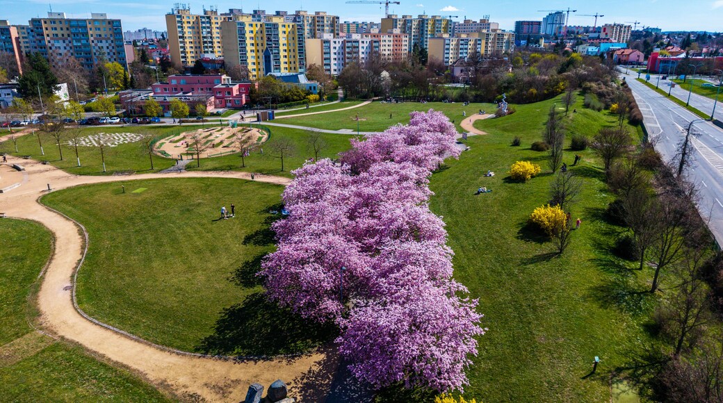 Aerial view of vibrant pink blossoms stretch across the verdant landscape near Chodov, contrasting with the urban skyline, Prague, Prague, Czechia.