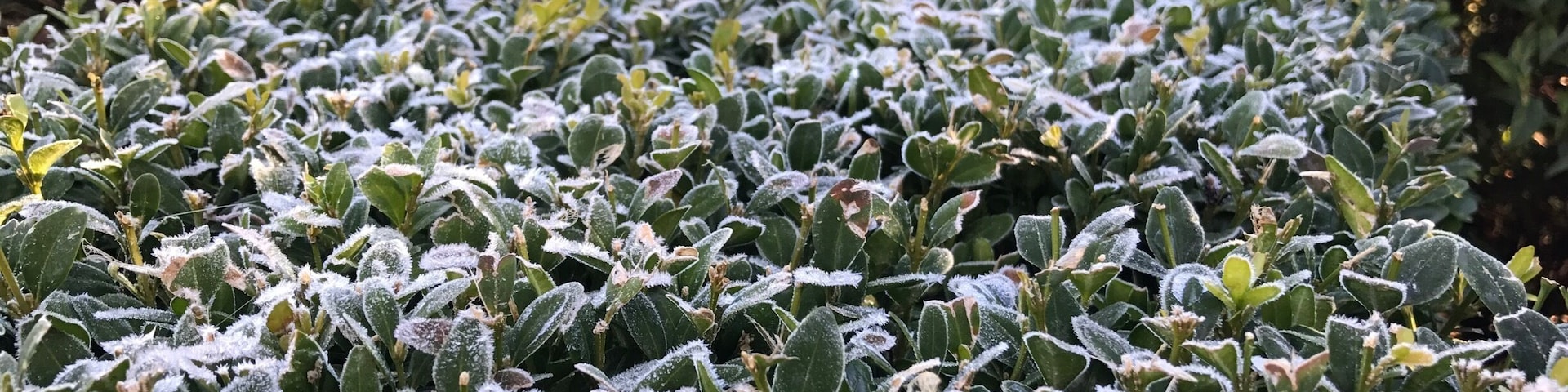 Frosty morning in the park