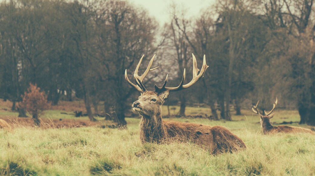 Richmond Park - London