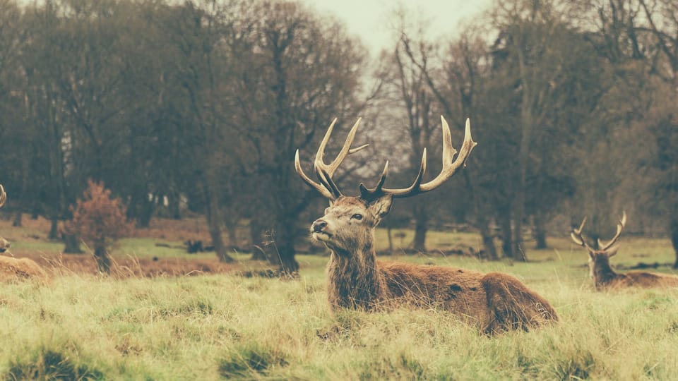 Richmond Park - London