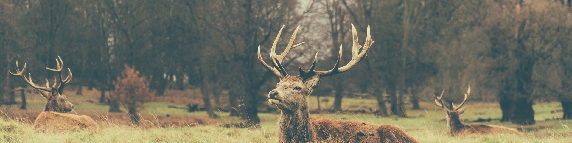Richmond Park - London