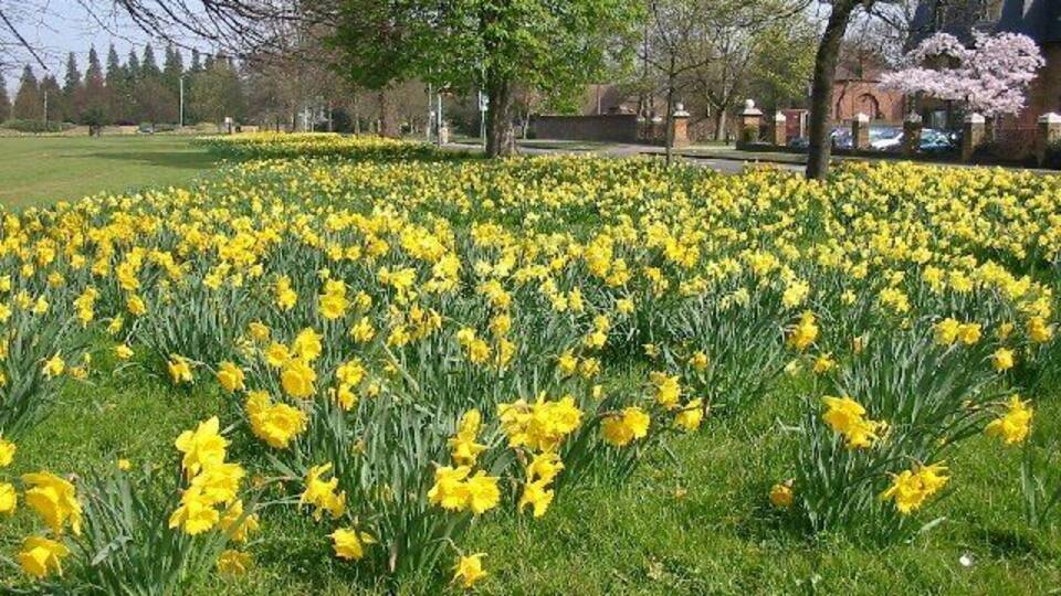 Norwood Green in spring. These lovely daffodils are often "harvested" for Mothers' Day. Sad that "Mothering Sunday" should be so abused.