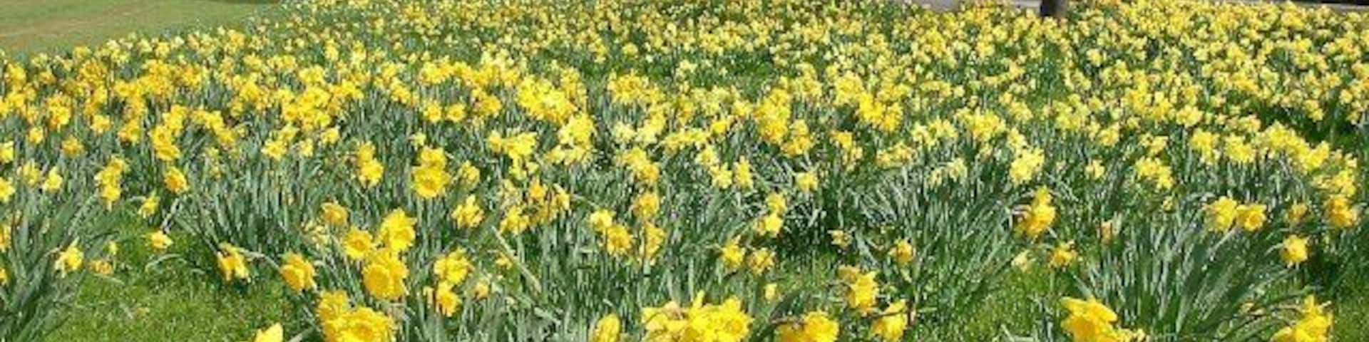 Norwood Green in spring. These lovely daffodils are often "harvested" for Mothers' Day. Sad that "Mothering Sunday" should be so abused.