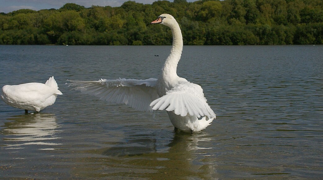 Swans at Ruislip Lido.
