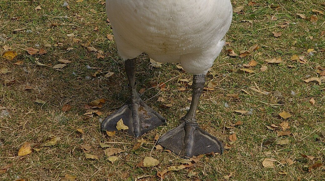 Swan (cygnus olor) & goose (branta canadensis) at Ruislip Lido.