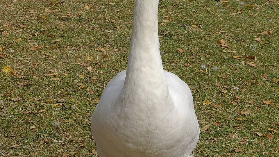 Swan (cygnus olor) & goose (branta canadensis) at Ruislip Lido.