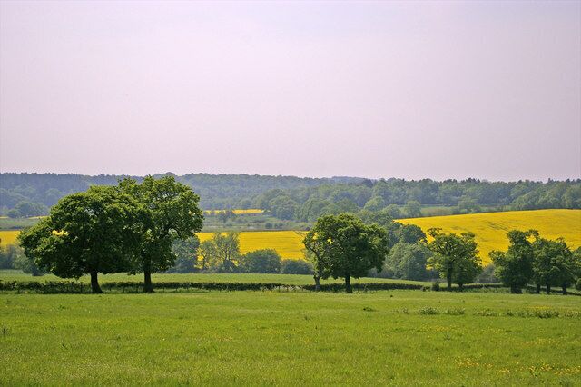 Un campo verde con árboles y campos amarillos al fondo.