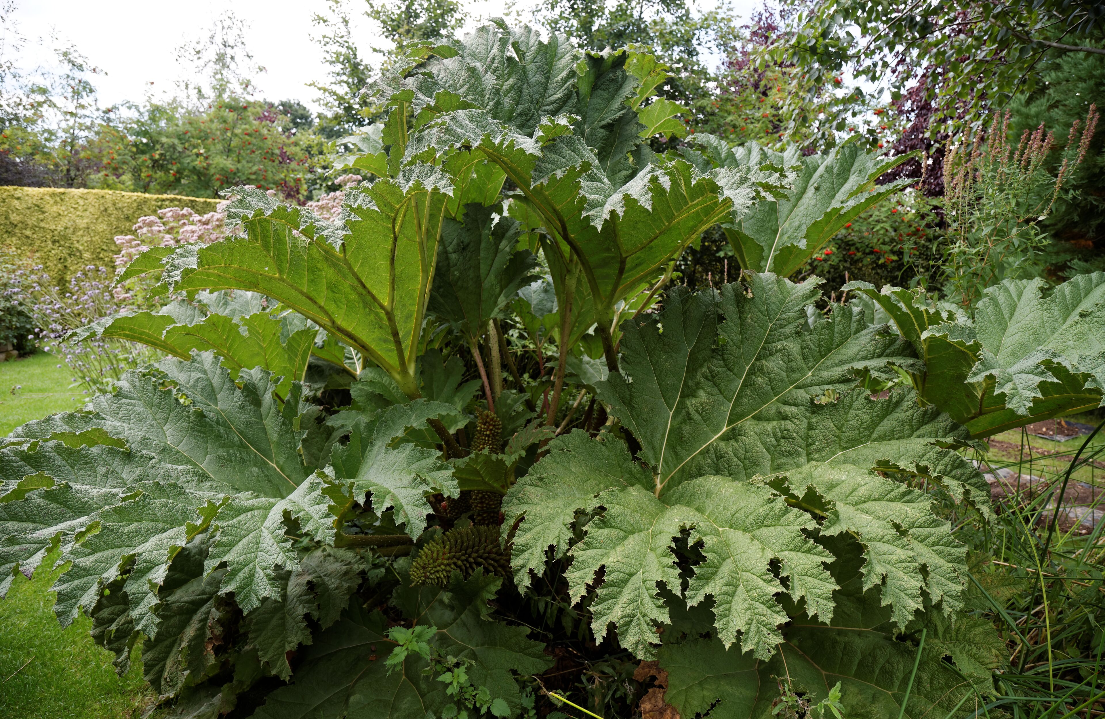 Gunnera manicata ( Giant rhubarb ) at Capel Manor College and Gardens, Bulls Cross, Enfield, London, England. Gunnera manicata has received the Royal Horticultural Society Award of Garden Merit. Software: RAW file lens-corrected, optimized and converted to JPEG with DxO OpticsPro 10 Elite, and likely further optimized and/or cropped and/or spun with Adobe Photoshop CS2.