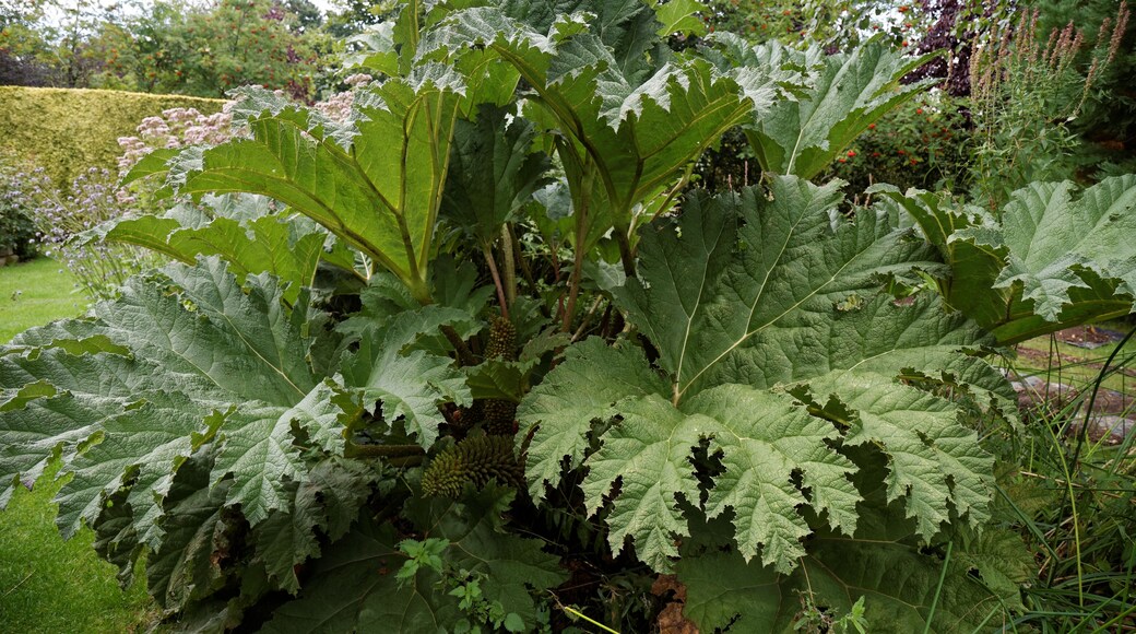 Gunnera manicata ( Giant rhubarb ) at Capel Manor College and Gardens, Bulls Cross, Enfield, London, England. Gunnera manicata has received the Royal Horticultural Society Award of Garden Merit. Software: RAW file lens-corrected, optimized and converted to JPEG with DxO OpticsPro 10 Elite, and likely further optimized and/or cropped and/or spun with Adobe Photoshop CS2.