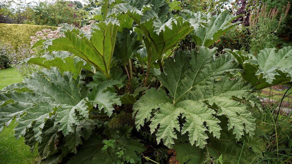 Un jardin avec de grandes feuilles vertes et des plantes en fleurs.