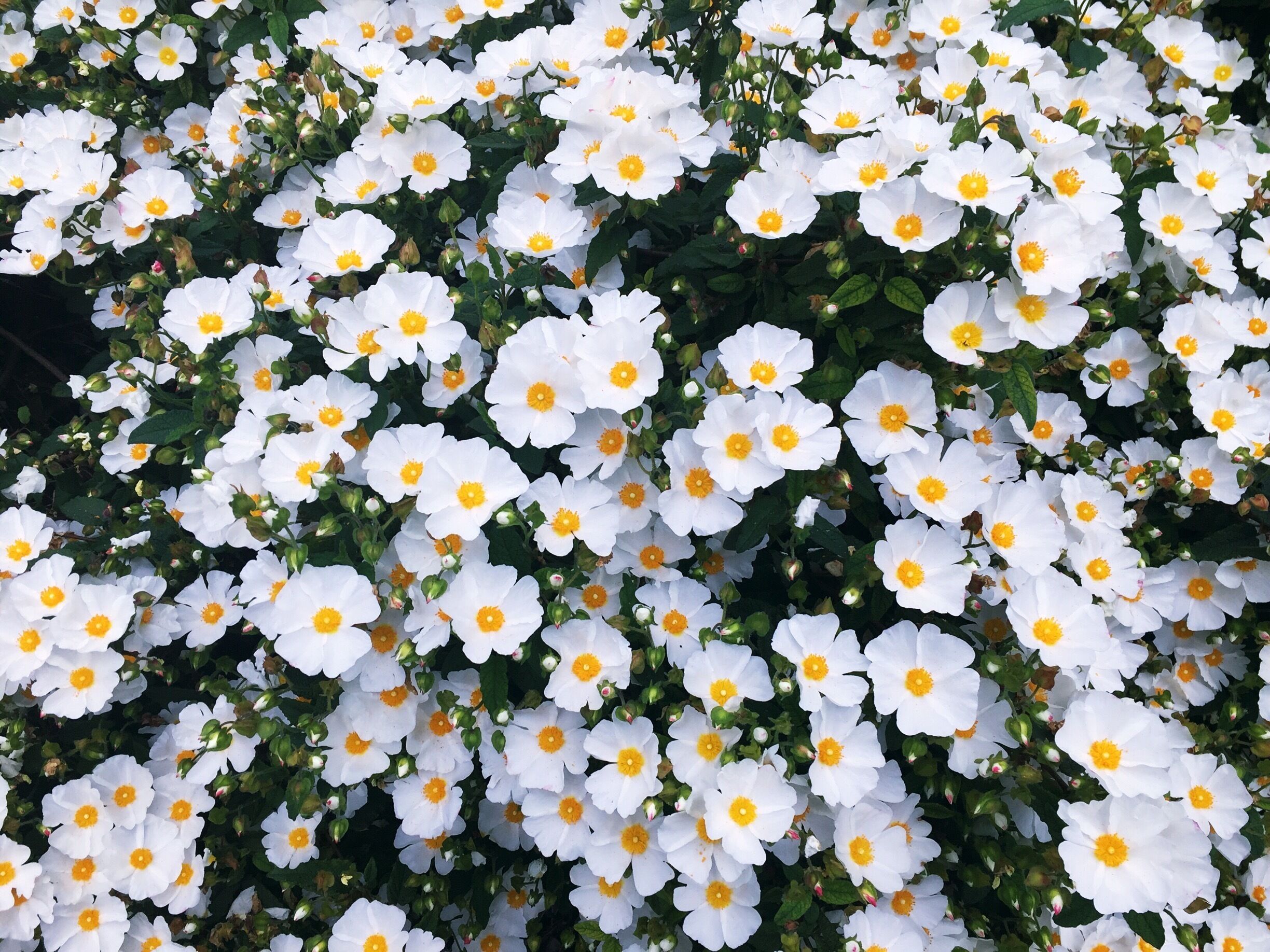 Love the pretty flowers and the colour combinations. Shot from my iPhone at Richmond terrace gardens #patterns