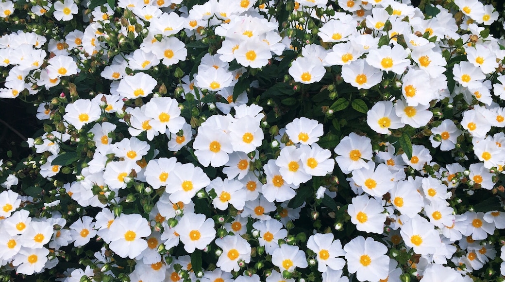 Love the pretty flowers and the colour combinations. Shot from my iPhone at Richmond terrace gardens #patterns