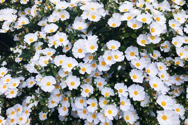 Love the pretty flowers and the colour combinations. Shot from my iPhone at Richmond terrace gardens #patterns