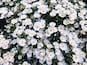 Un denso grupo de flores blancas con centros amarillos, probablemente un jardín o área natural.
