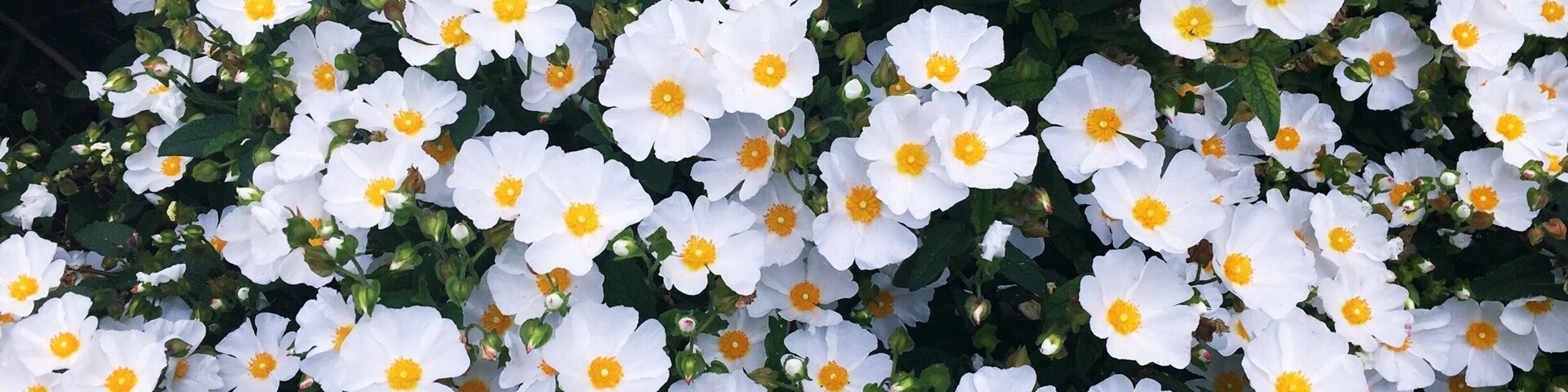 Love the pretty flowers and the colour combinations. Shot from my iPhone at Richmond terrace gardens #patterns
