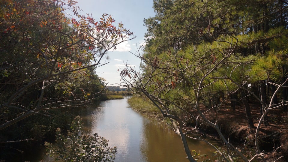 Single Stream of Brackish Water Flower in Wetland between Shores of Balsams and Deciduous Trees on a Sunny Day