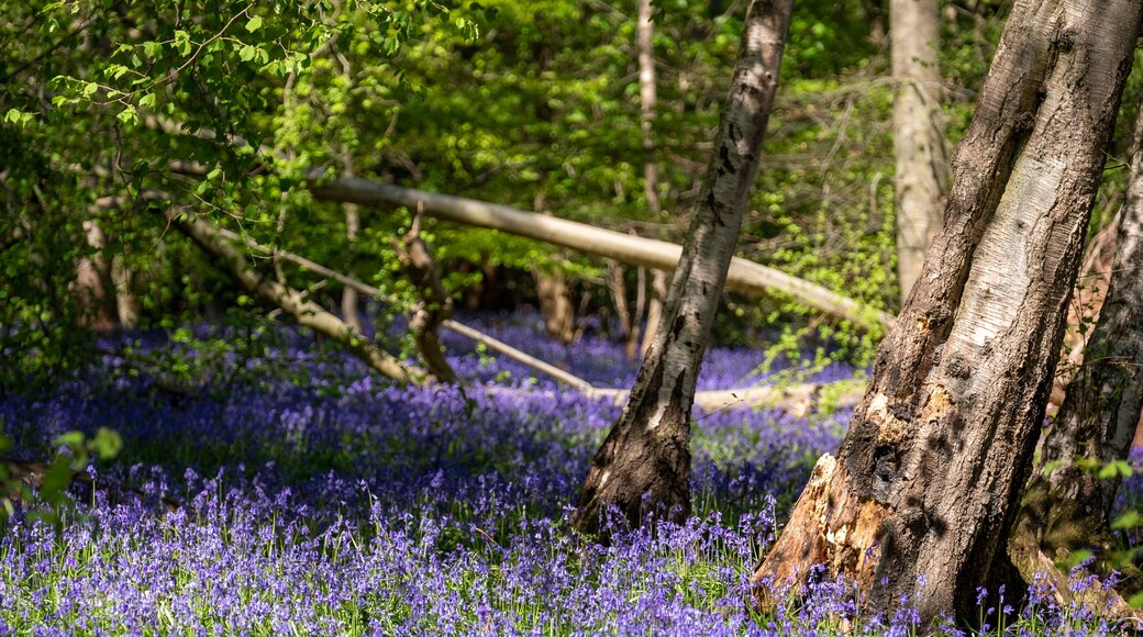Wild bluebells beneath the trees, photographed at Pear Wood next to Stanmore Country Park in Stanmore, Middlesex, UK