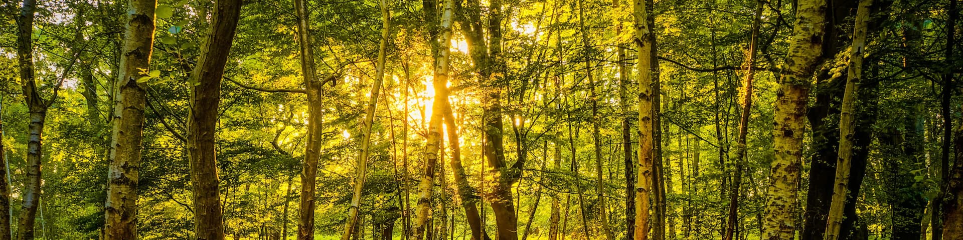 A forest with sunlight filtering through the trees.