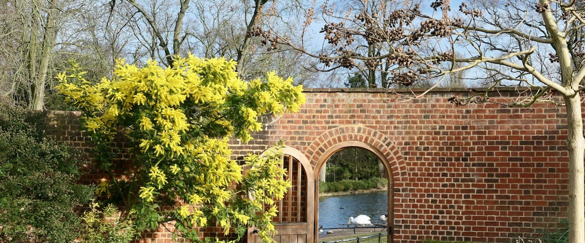 Wall with door and yellow tree in Valentines Park, Ilford, London, UK