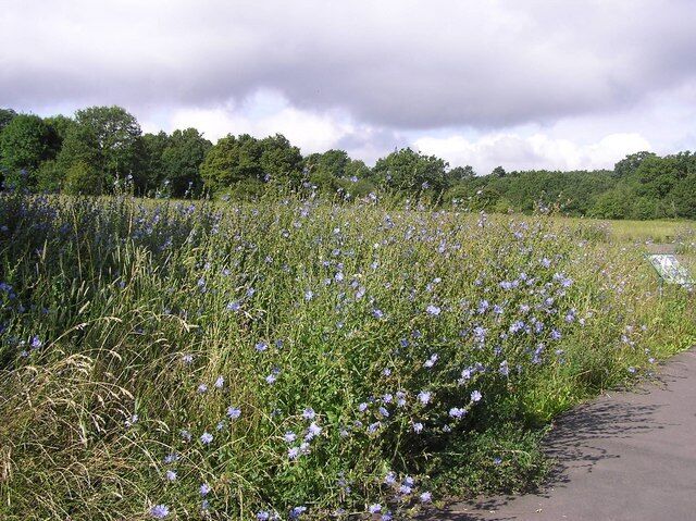Chicory in Jubilee Park near WW2 AA battery