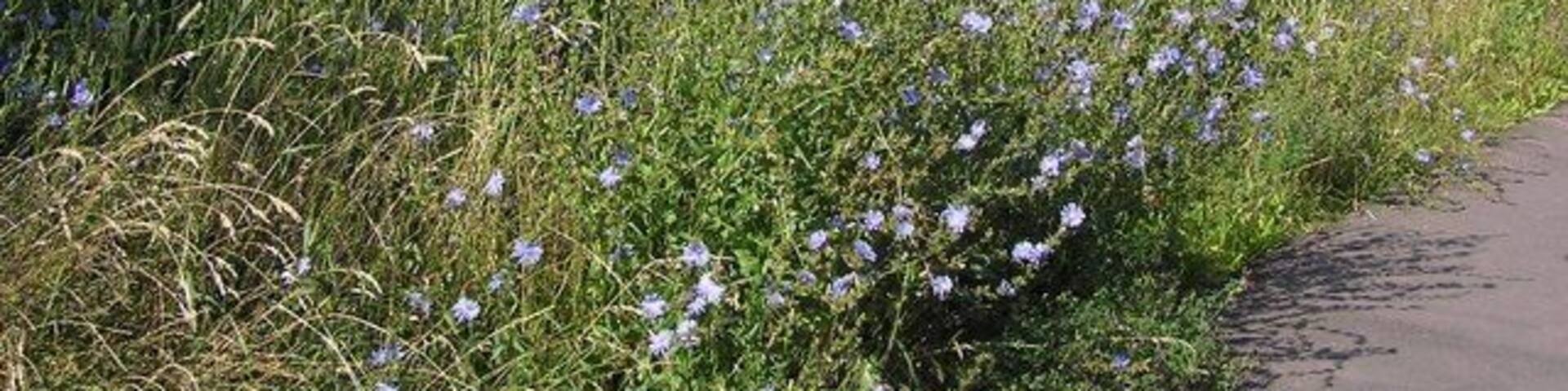 A rural landscape with a field of tall grasses and purple flowers beside a paved path.