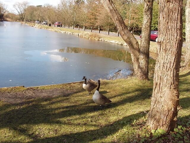 Geese by frozen Long Pond, Totteridge Common. View west along the A5109 to Edgware. The same pond in summer is shown in 121875