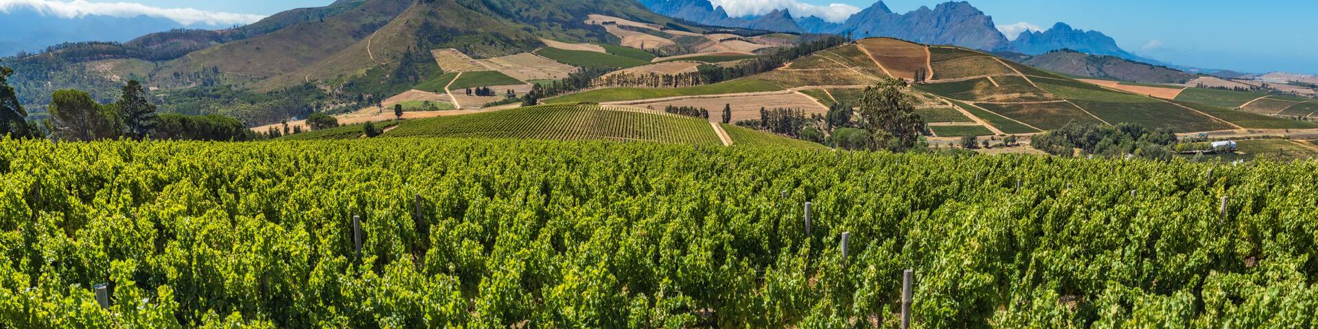 Beautiful landscape of Cape Winelands, wine growing region in South Africa.