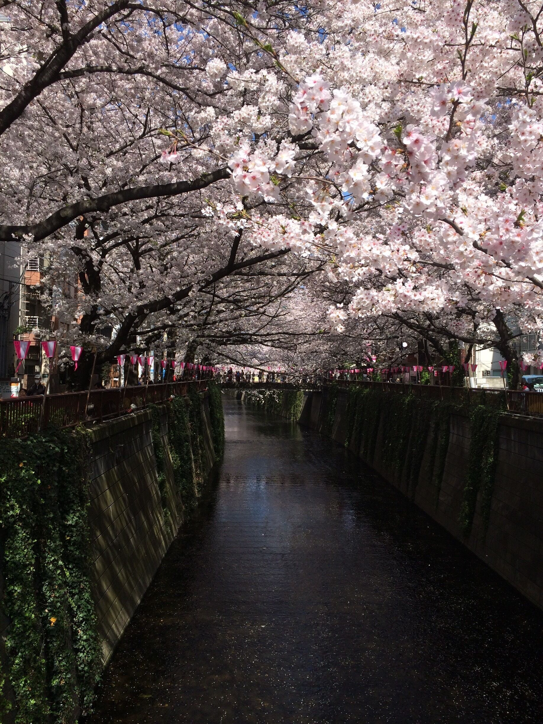 Meguro river