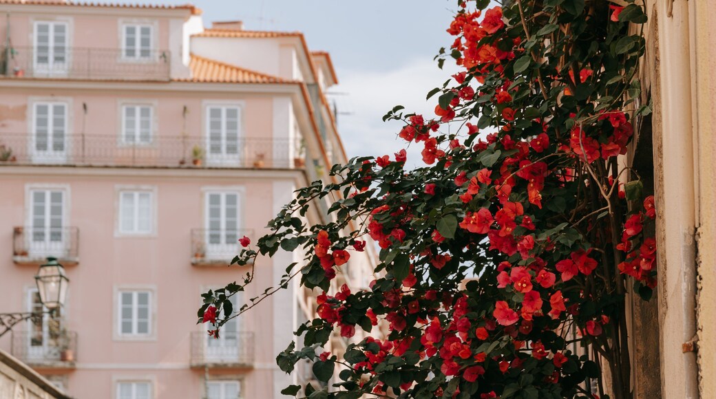 São Bento which includes wildflowers