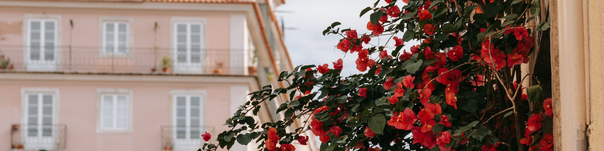 São Bento which includes wildflowers